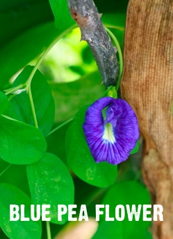 what is a blue pea flower