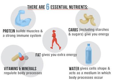 nutrition for body
