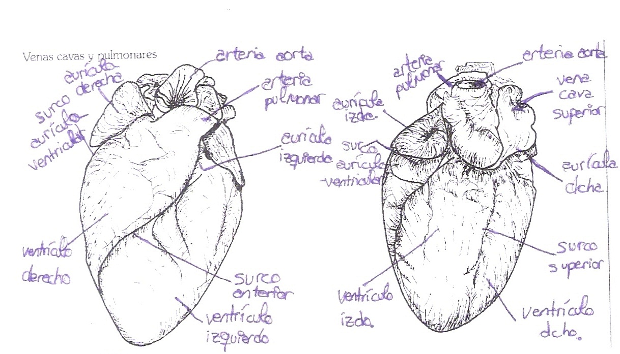 Biología Humana Claudia Y Shaila Disección Y Observación De Un Corazón
