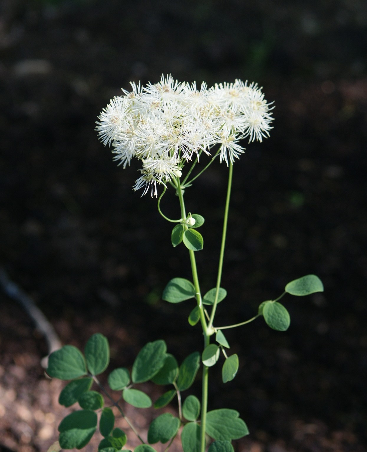Visit My Garden Thalictrum and Epimedium