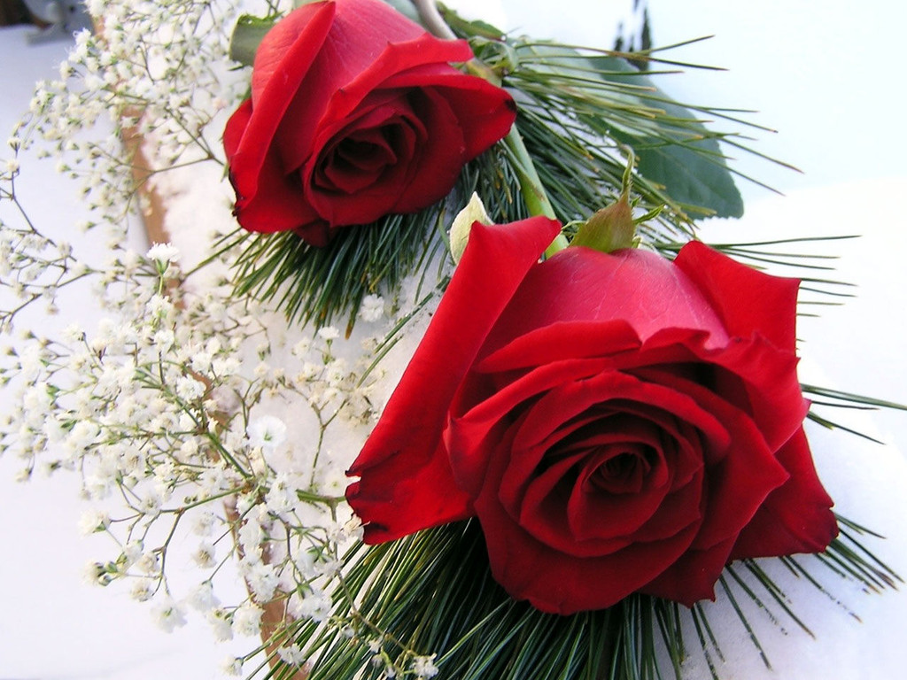 Fondos de Rosas Rojas - Fondos de Pantalla