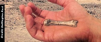 Fossil Find Rewrites Timeline Of Human Evolution