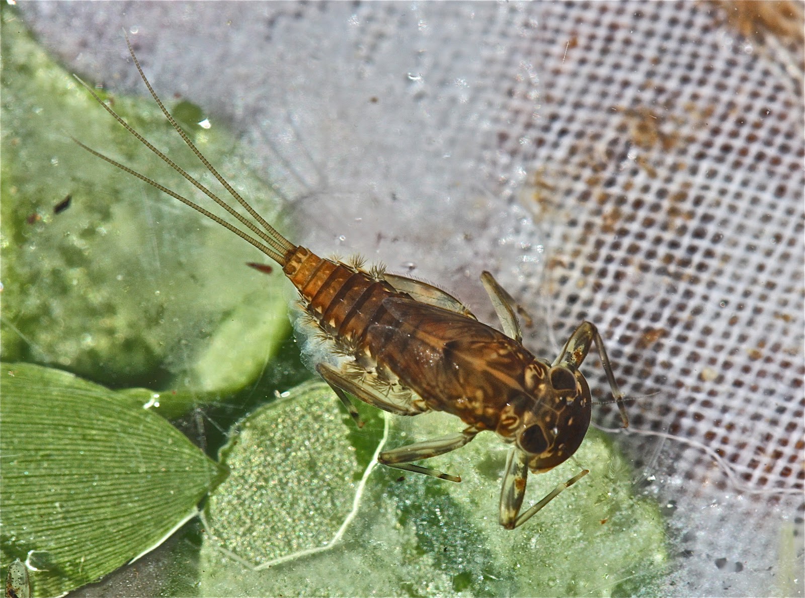 Aquatic Insects of Central Virginia: March 2012