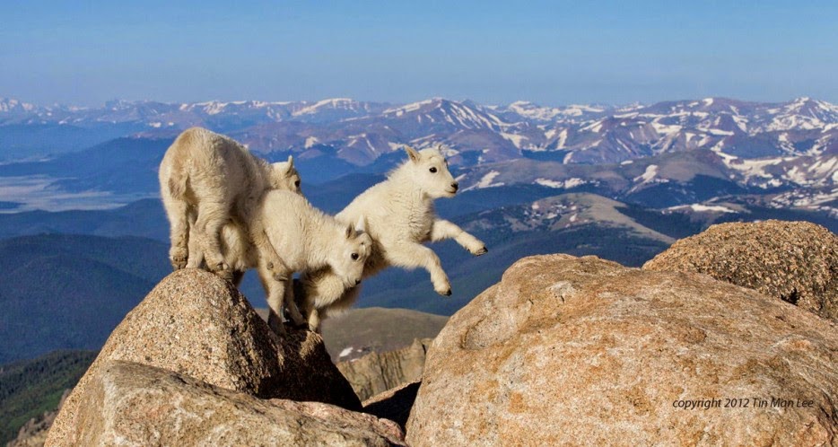 50 Powerful Photos Capture Extraordinary Moments In The Wild - Goat Kids Playing At 14,000 Feet