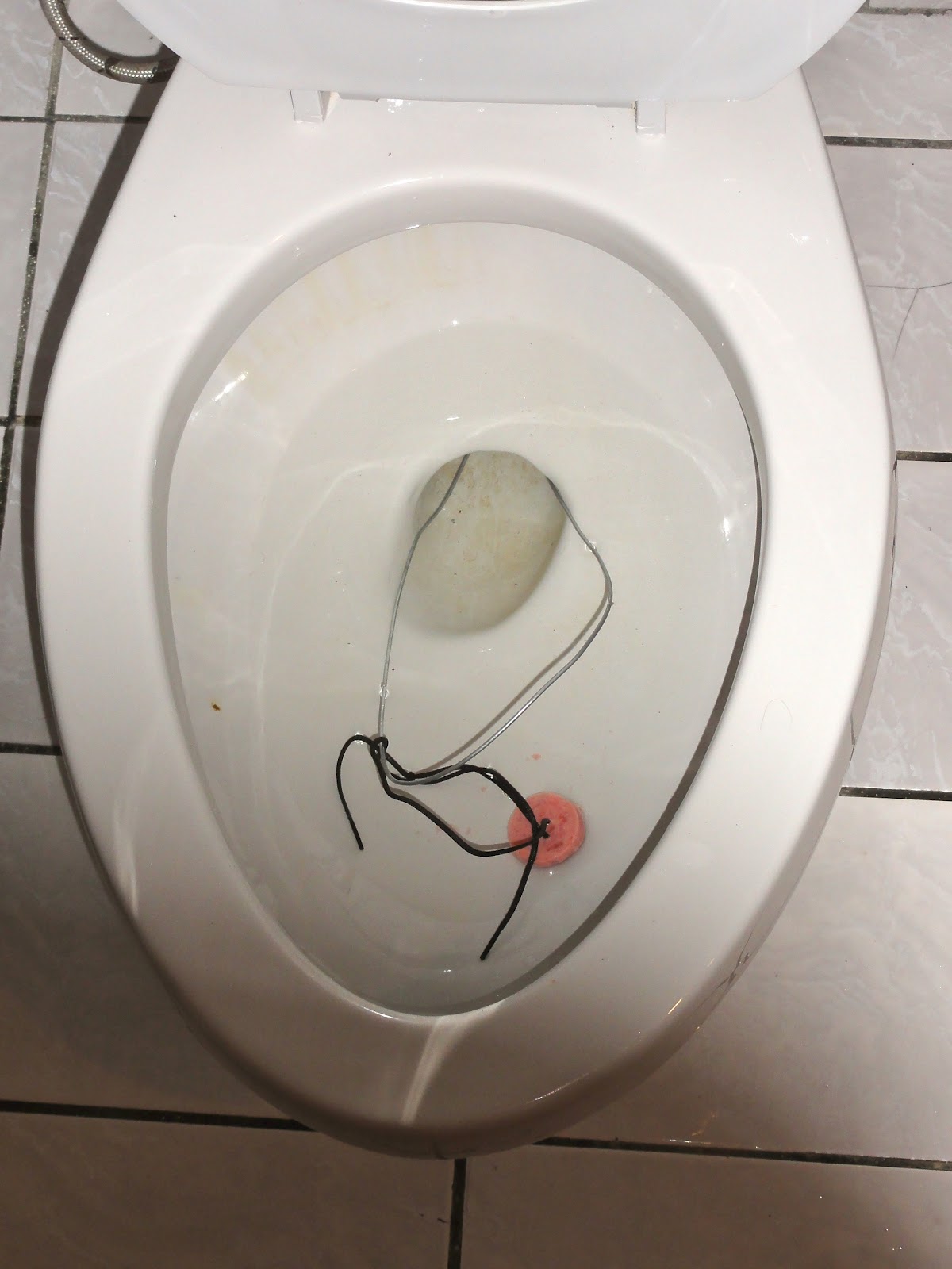 Electric Passport The NotSoEndangered Toilet Crab of Costa Rica