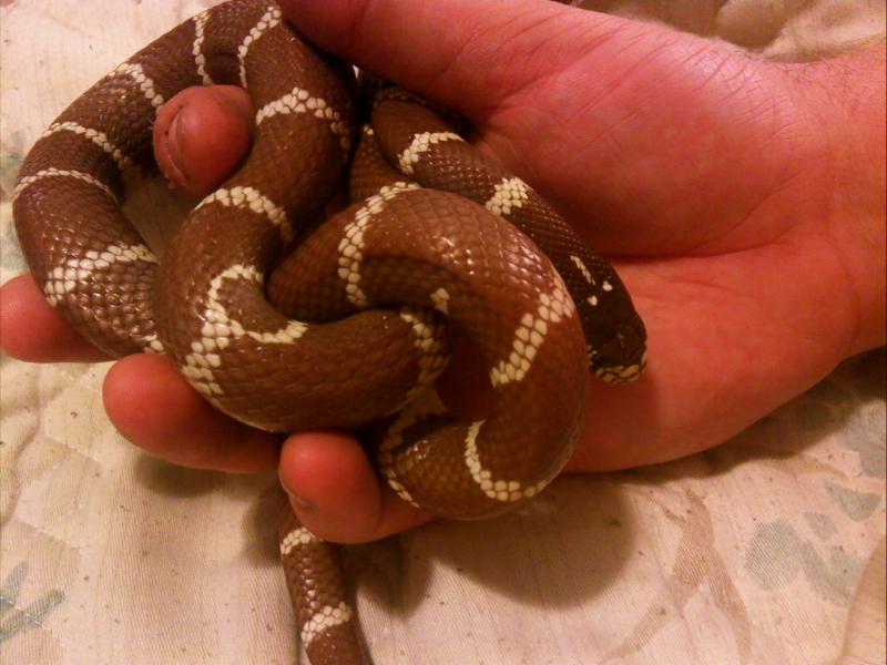 cocoa snake