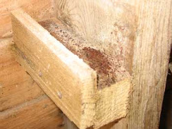 mite chickens chicken coop perch dust without eradicate bar under chemicals using chitchat smallholders essex east reluctance hens build grey