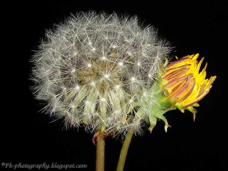 Dandelion Clock Nature, Cultural, and Travel Photography Blog