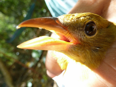 birdwatching in Nicaragua