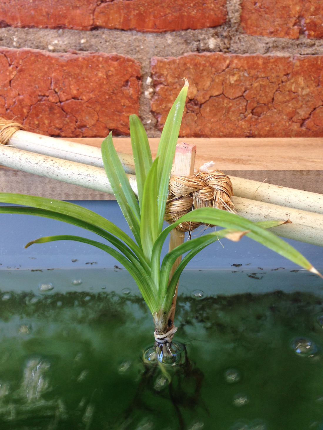 HIGH RANCHU PANDANUS PLANT