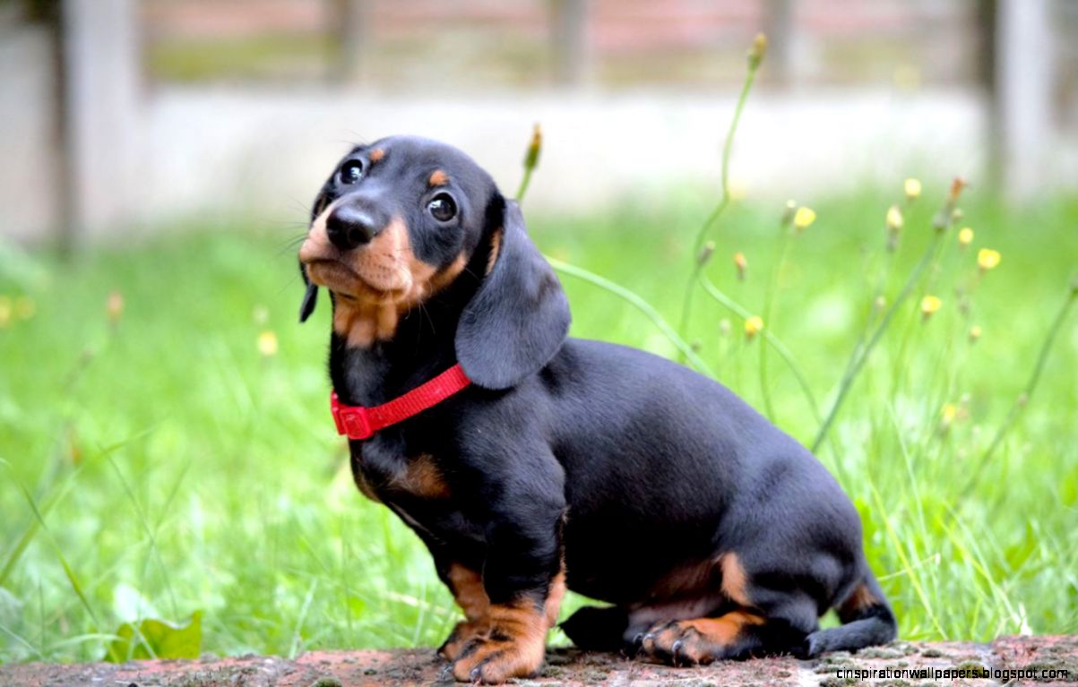 Miniature Dachshund Puppies for Sale