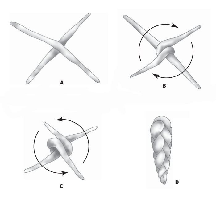 Четырёхполосные косички