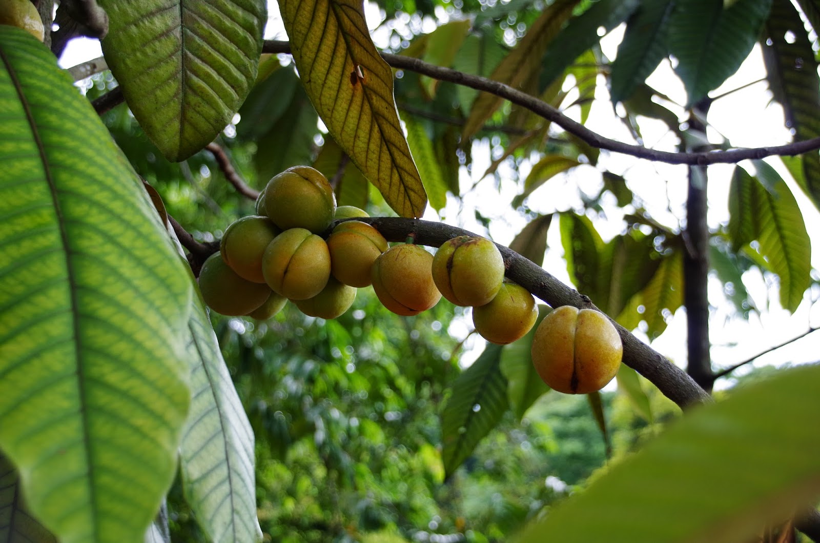 Trees and Plants Cabbage Leafed Nutmeg