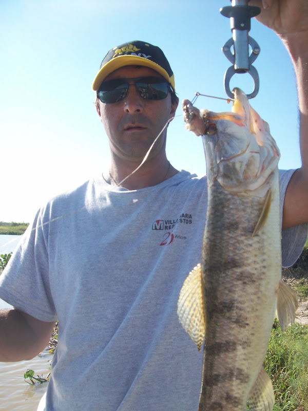 PESCANDO CON HIRAM : Taruchas, tarariras, dientudos o tarangos...