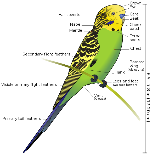Budgerigar / Parakeet Species, Feeding and Evolution Birds Breeding
