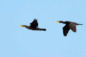 pair, birds, in flight, black, blue sky