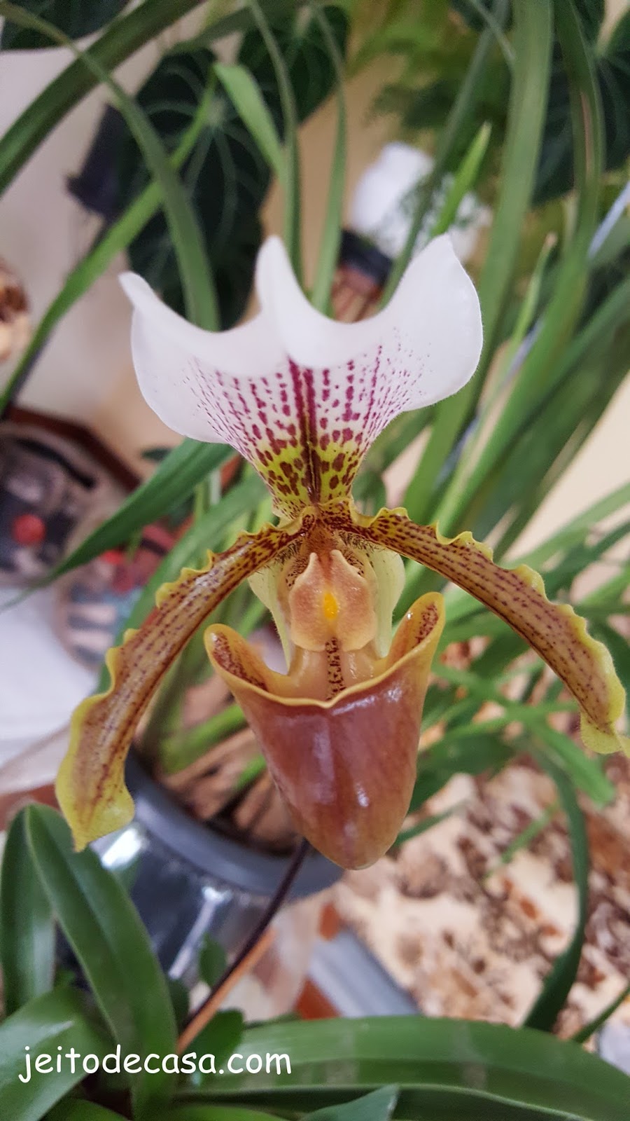 Orquídea sapatinho - orquídea de inverno - Jeito de Casa - Blog de  Decoração e Arquitetura