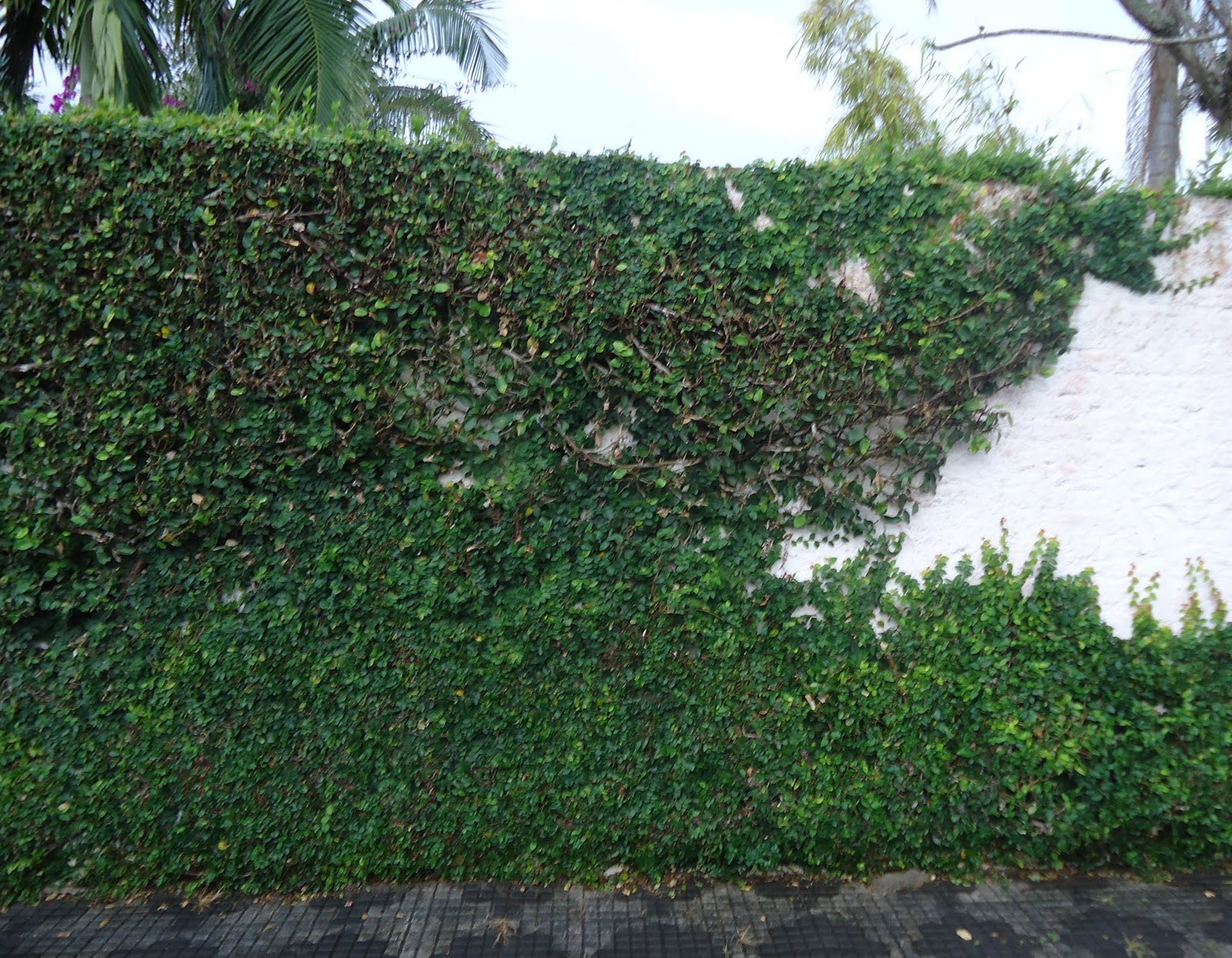 Flor do Valle: Trepadeiras!!!!!!!!!!!