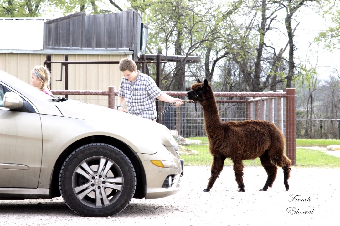 French Ethereal The Beast{s} The Alpacas of Wagon Master Farm
