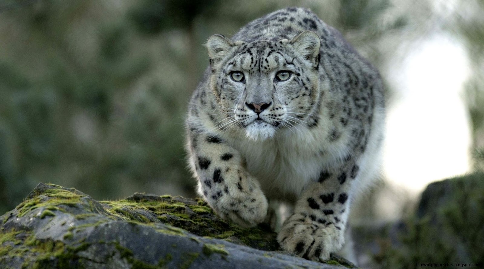 Snow Leopard 1920X1080