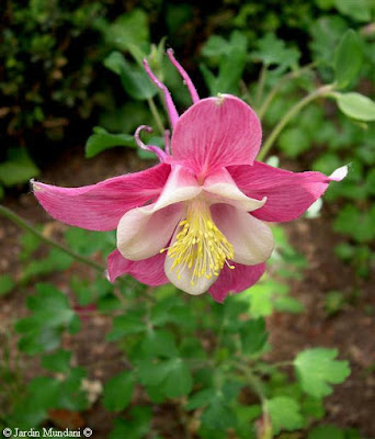 aquilegia01