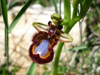 Ophrys  speculum