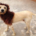 Mulher ‘transforma’ cachorro em leão no interior de São Paulo