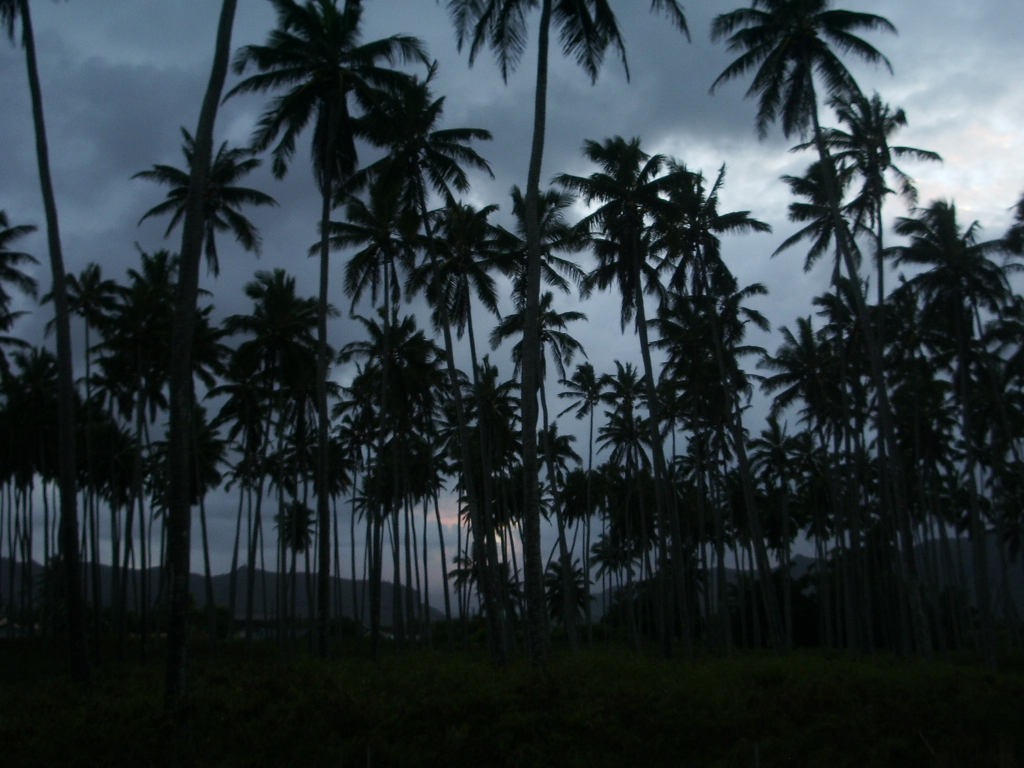Aloha On My Mind Aloha to Kaua'i Coconut Coast and Kukui Heiau