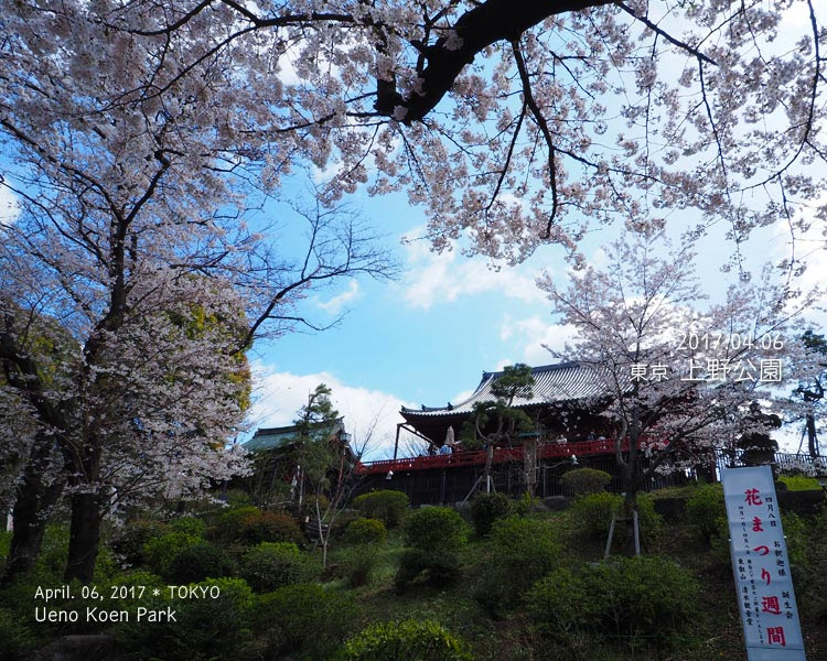 上野公園の桜が好きじゃない理由…