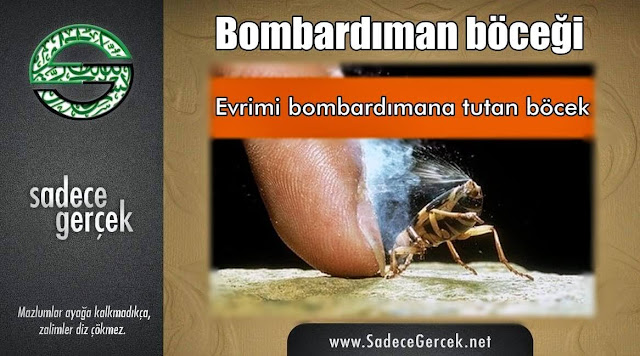 Evrim yalanını bombardımana tutan böcek: Bombardıman Böceği