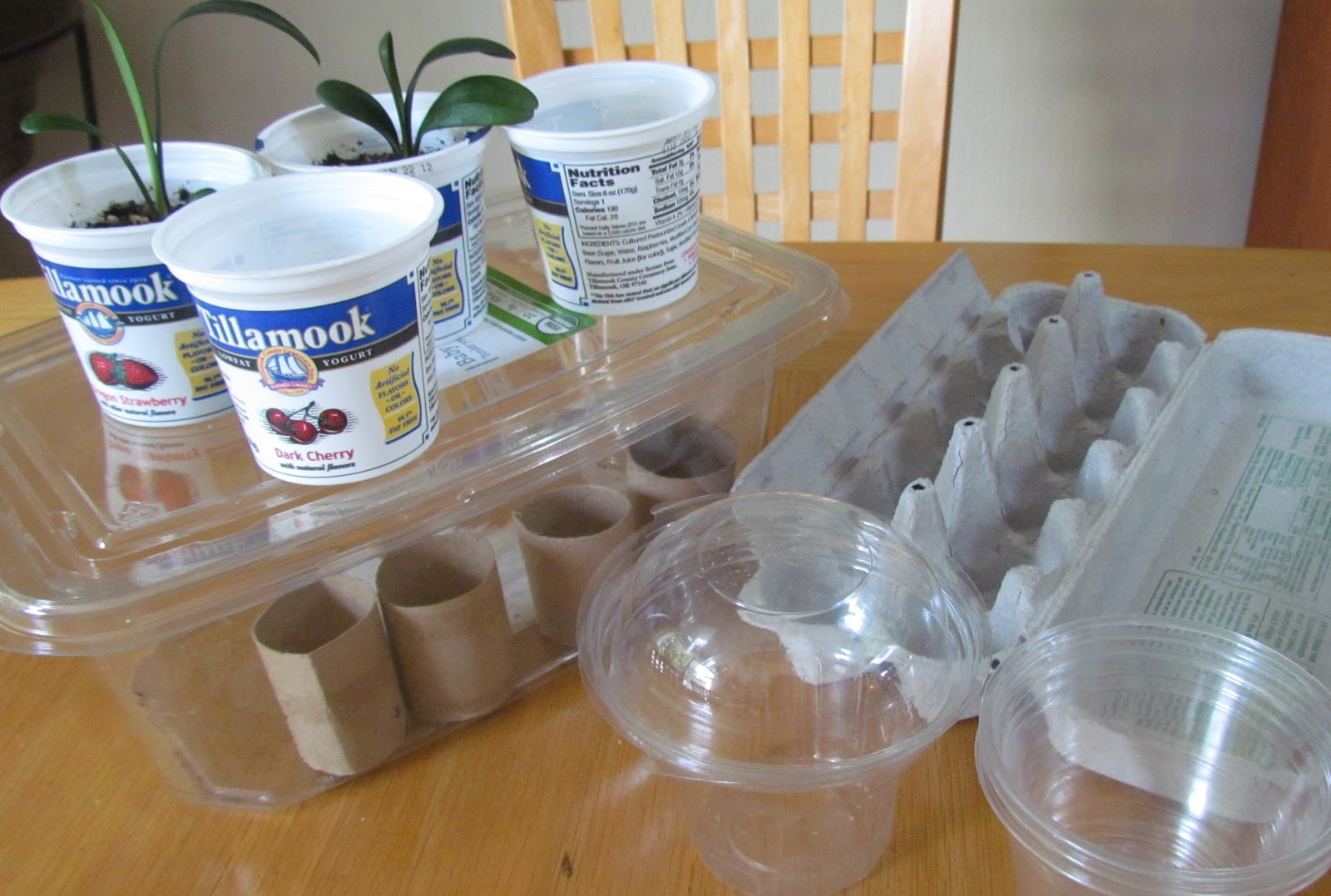Learn To Grow Reuse Food Containers for seedlings Organic Gardening