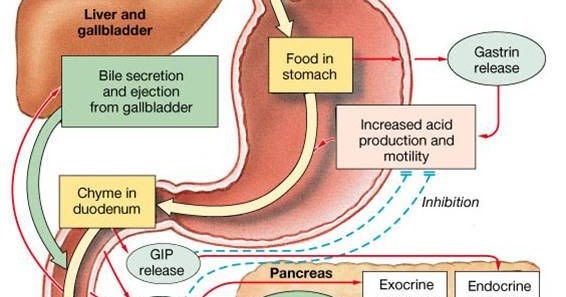 Medical and Health Science: digestive system outline!!