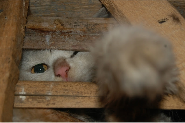 Rescatados 1000 gatos destinados a consumo humano
