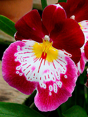 Orquídea Amor-perfeito ou Miltonia – Cultivo, Dicas e Cuidados.