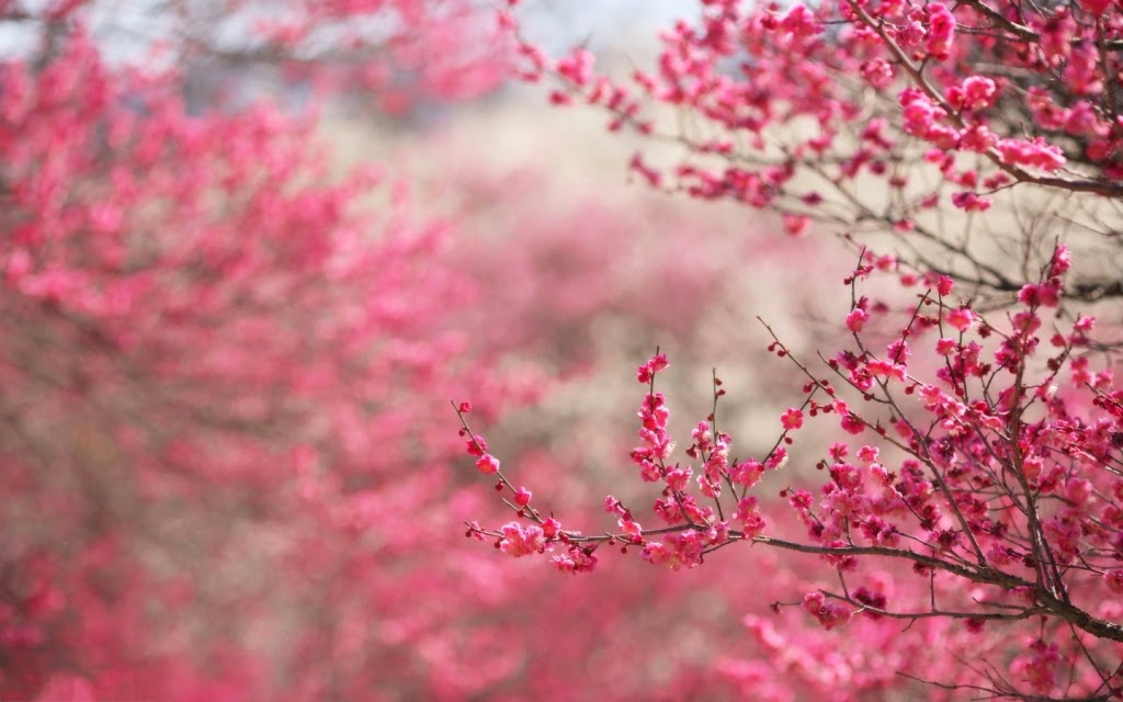 10 Gambar  Wallpaper Bunga Sakura Gambar  Top 10