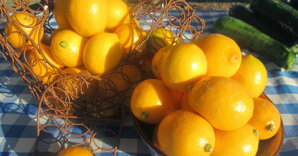 COLD HARDY CITRUS VARIETIES FOR OVERWINTERING OUTSIDE The Garden of Eaden