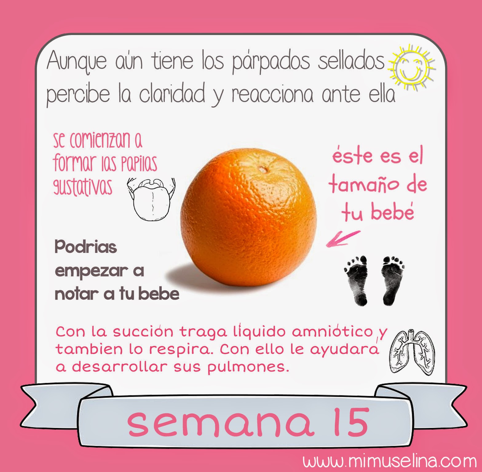 Feto De 16 Semanas De Gestacion Imagenes