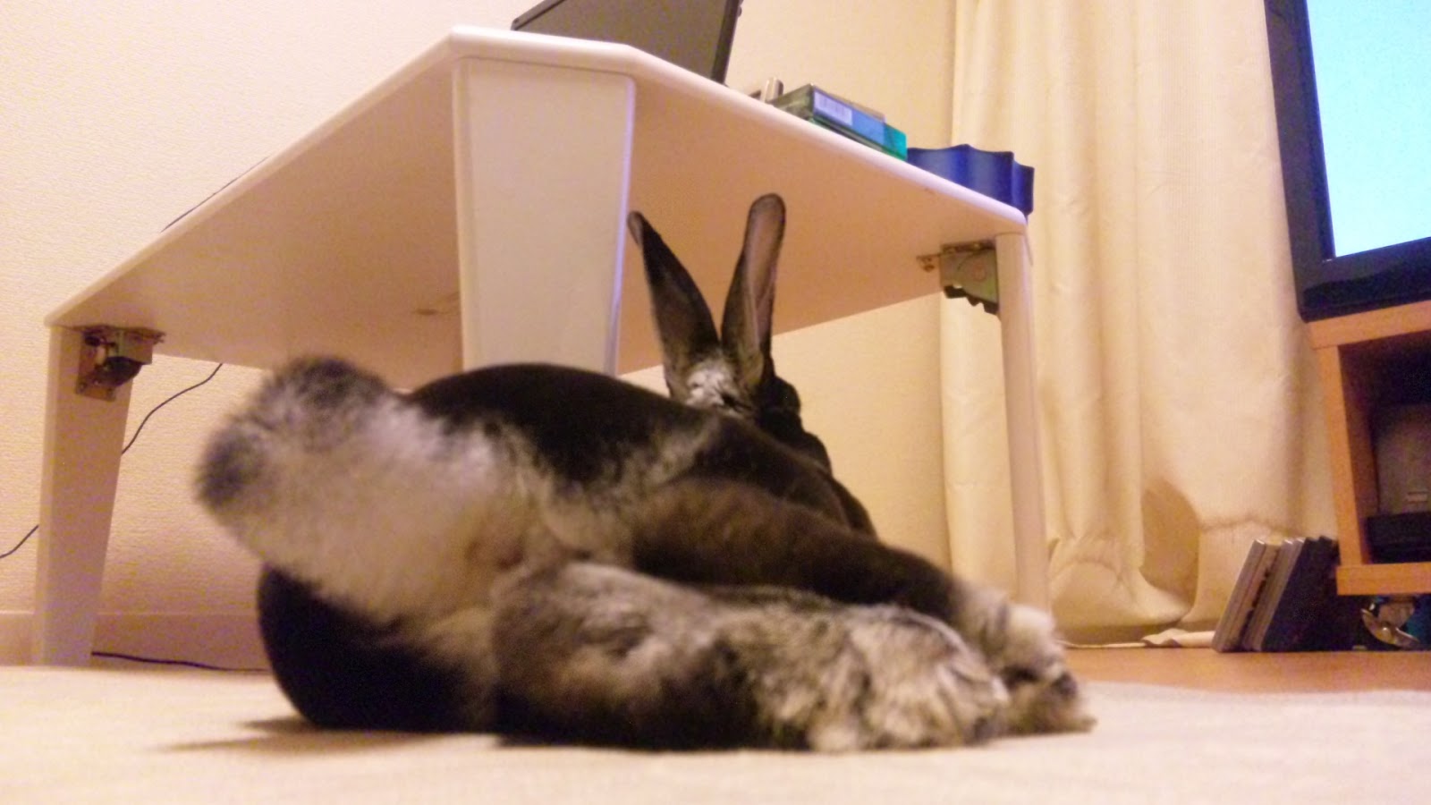 うさぎドロップキック低空式 モモタスの足裏