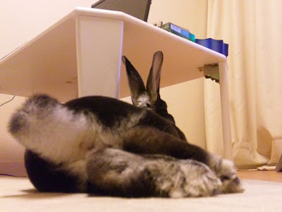 [最も人気のある！] うさぎ 足裏 炎症 514677