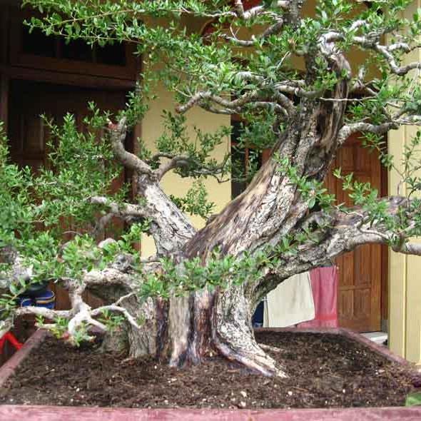 Cara Pemupukan Bonsai Santigi