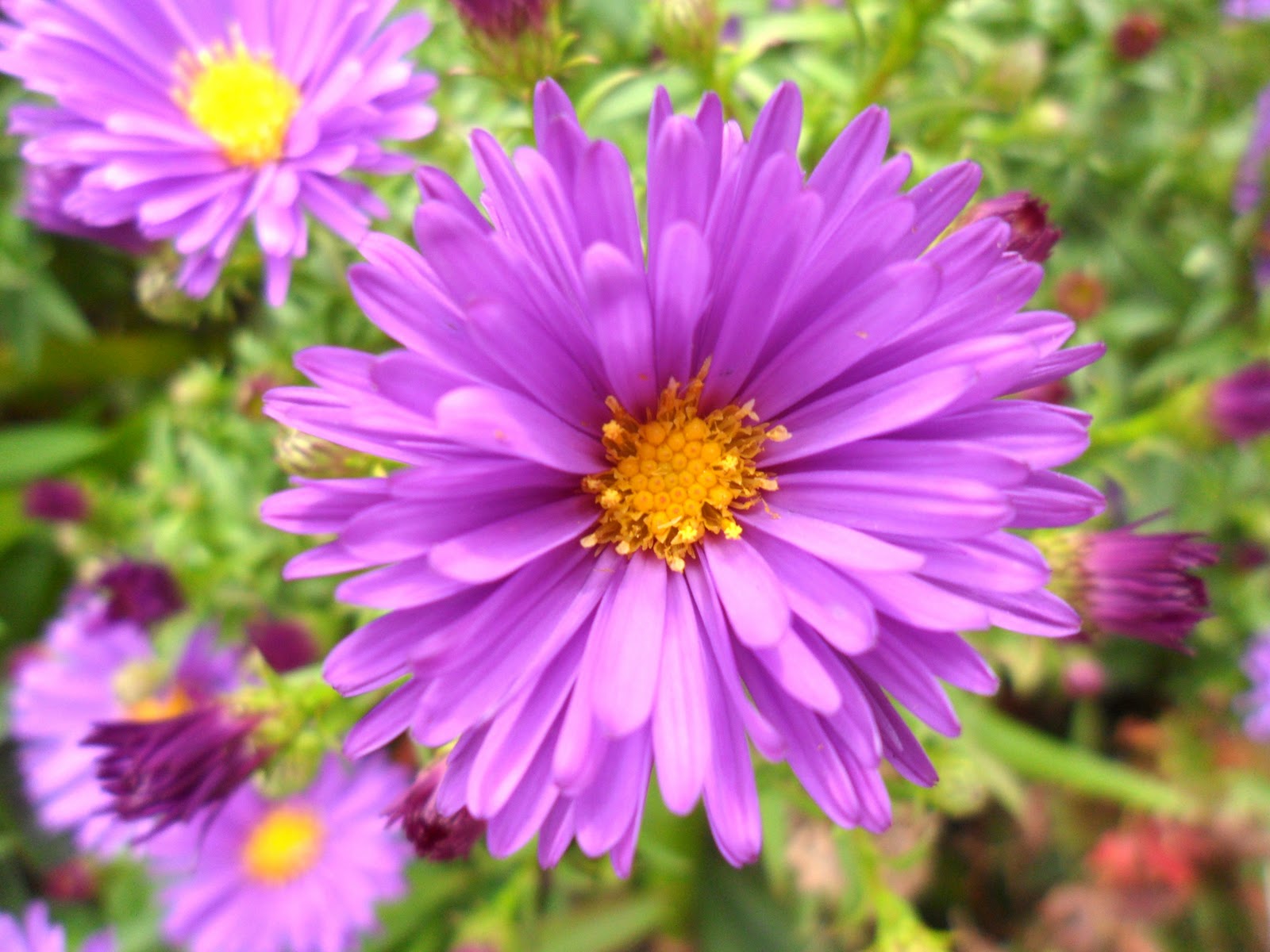 gillyflower: Flower Photos