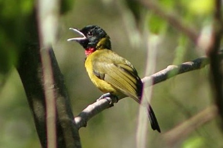 Tips Akurat Mengetahui Perbedaan Burung Samyong Jantan Dan Juga