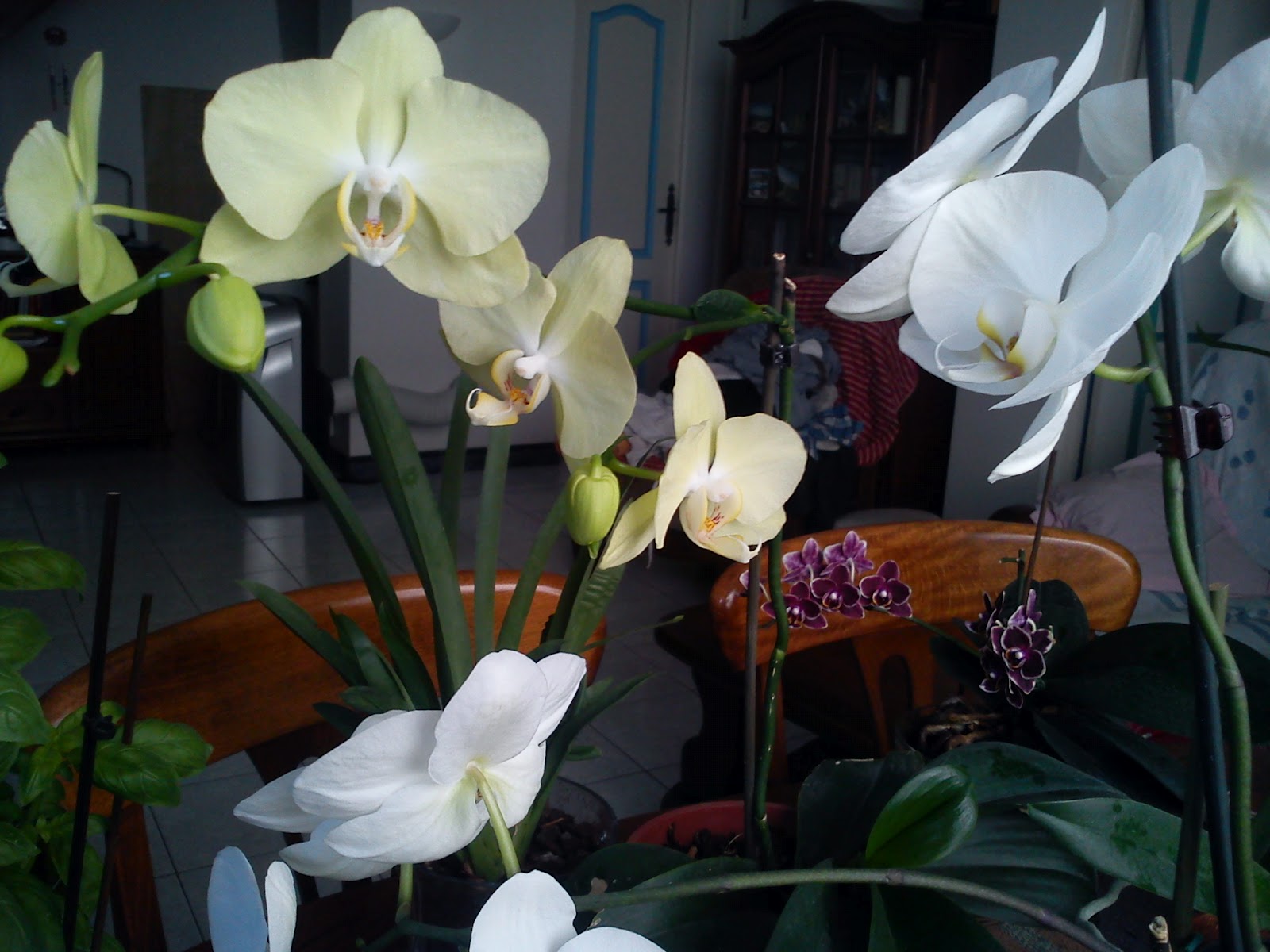 http://3.bp.blogspot.com/-q9guy1fMk40/UABhrRYhddI/AAAAAAAAAUE/m7ngSx9N_Nw/s1600/Phalaenopsis+yellow+treasure+et+blanche.JPG
