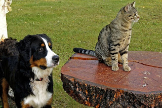 כלב וחתול חיים ביחד בהרמוניה