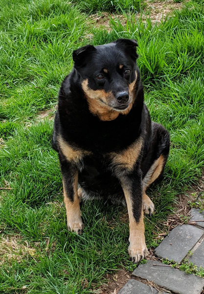 image of Zelda the Black and Tan Mutt sitting in the backyard in the grass, looking adorable