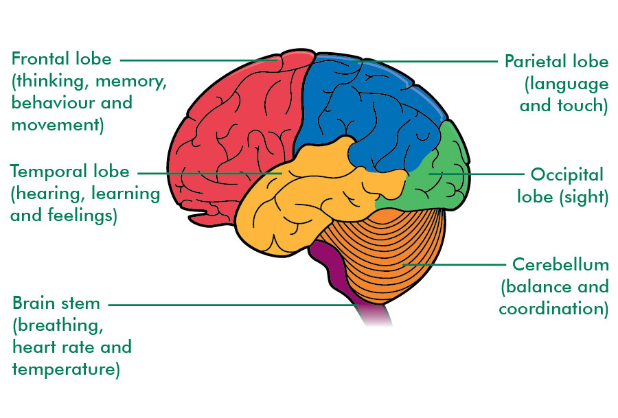 the rainbow fish: THE 4 LOBES OF THE CEREBRUM AND THEIR FUNCTIONS