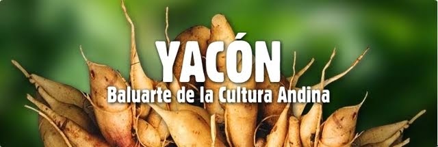                     EL YACON 