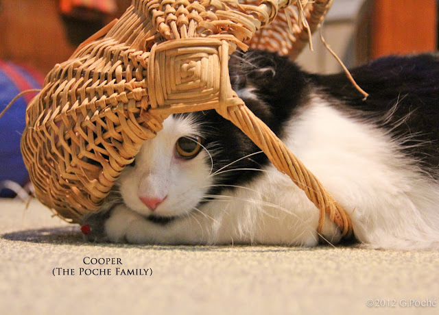 Mr. May, Cooper, black and white cat in a basket