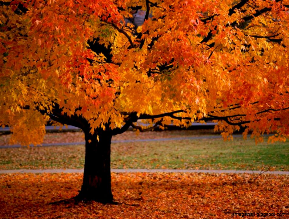 Autumn Leaves Trees Mega Wallpapers