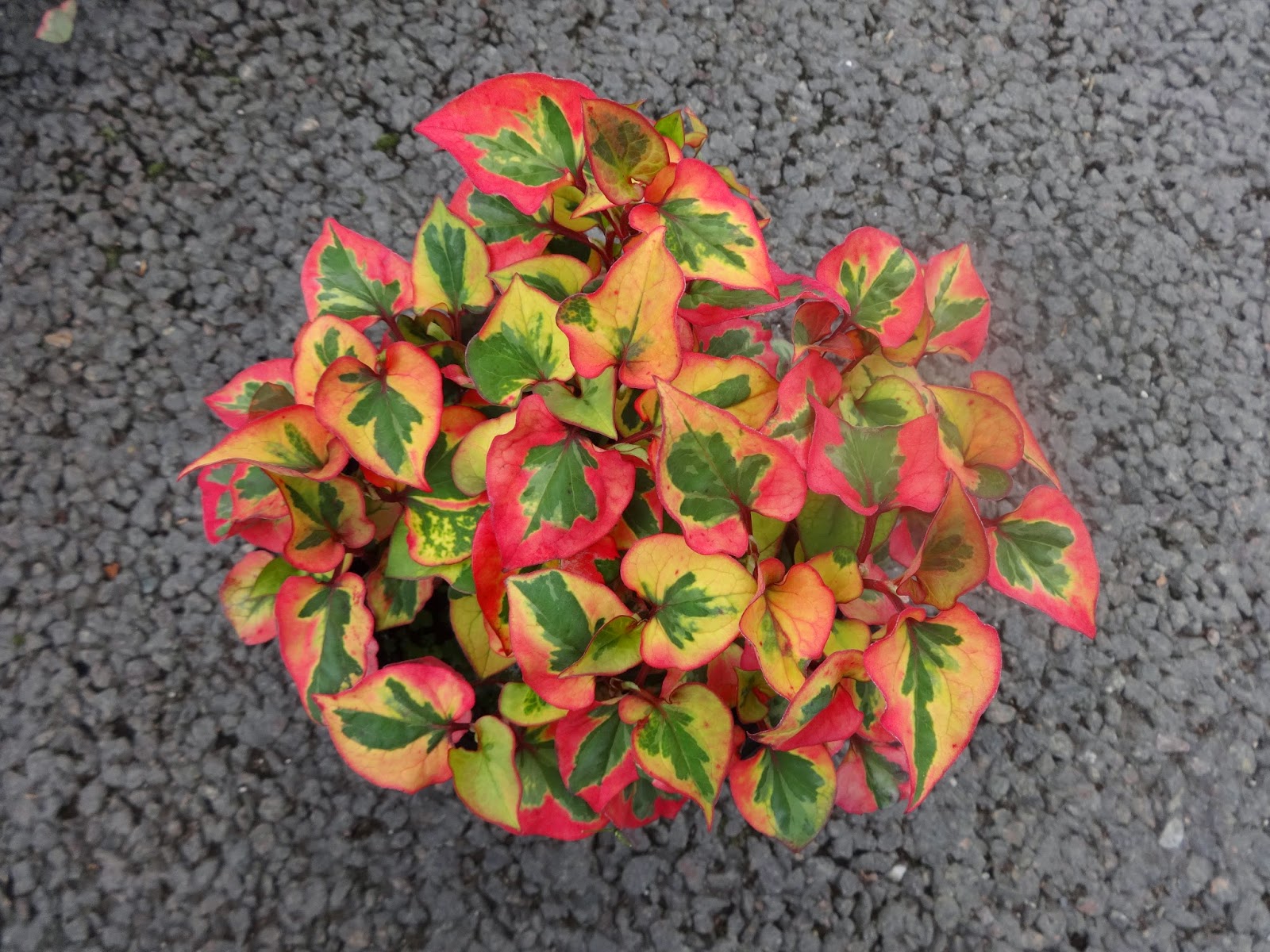 Herbs from Distant Lands Houttuynia cordata Fish Mint, Chameleon Plant